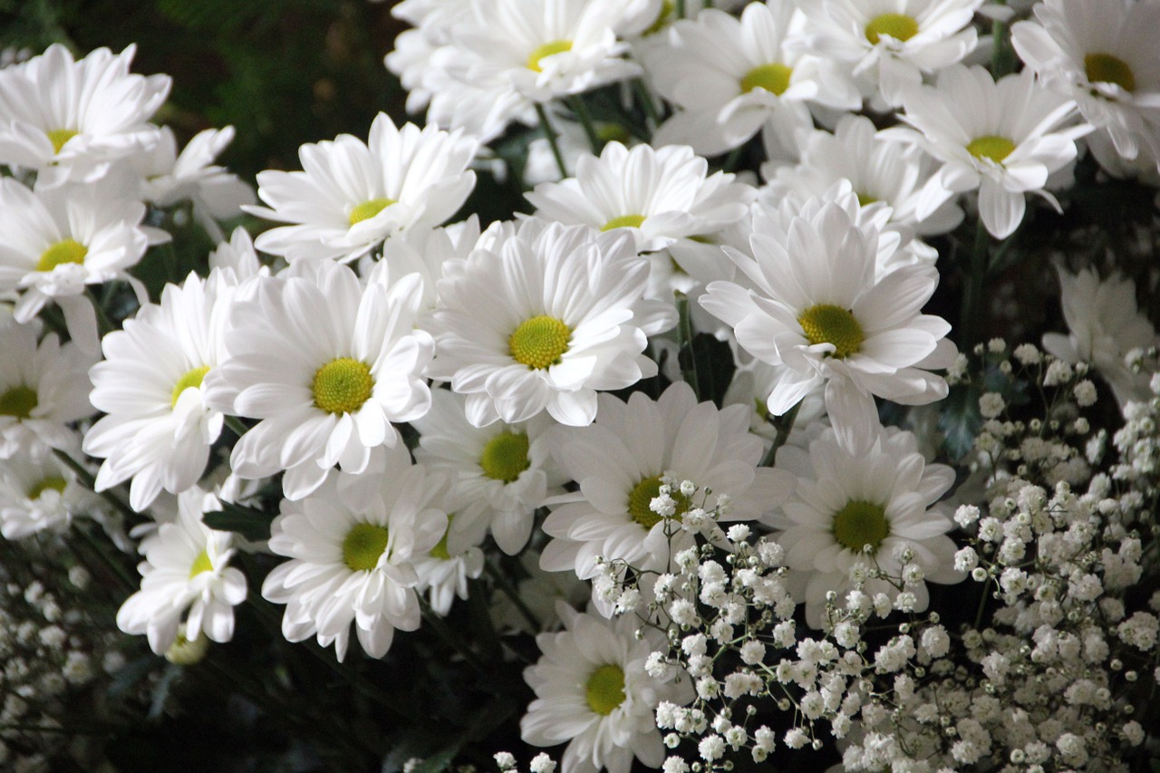I’d pick more daisies – career inspiration